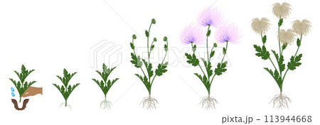 Cycle of growth of a needle chrysanthemum flowers isolated on a white background. 113944668