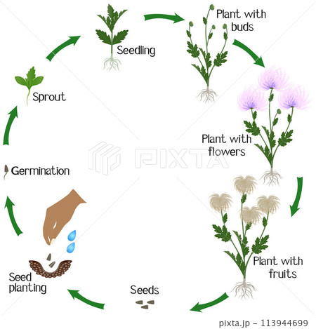 A growth cycle of a chrysanthemums flowers on a white background. 113944699