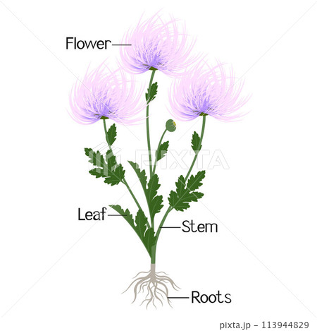 Parts of a needle chrysanthemum plant isolated on a white background. 113944829