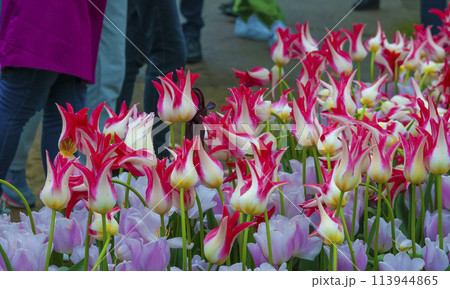 Keukenhof park of flowers and tulips in the Netherlands. Beautiful outdoor scenery at Holland 113944865
