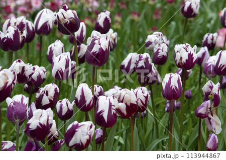 Keukenhof park of flowers and tulips in the Netherlands. Beautiful outdoor scenery at Holland 113944867