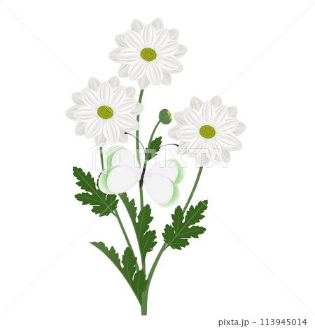 Bouquet of chamomile chrysanthemums with a butterfly on a white background. 113945014