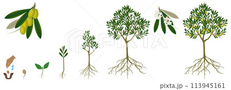 Cycle of growth of a olive tree on a white background. 113945161
