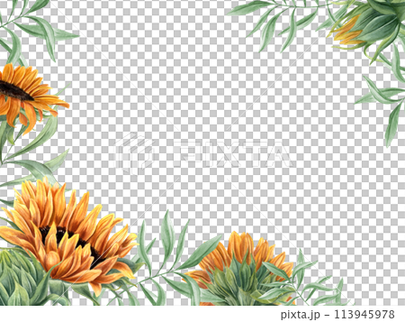 Sunflowers and green leaves. Garden flowers and wild leaf branches. Floral horizontal frame with copy space for text. Watercolor illustration of summer plants. For greeting, invitation, stationery Sunflowers and green leaves. Garden flowers and wild leaf branches. Floral horizontal frame with copy space for text. Watercolor illustration of summer plants. For greeting, invitation, stationery 113945978