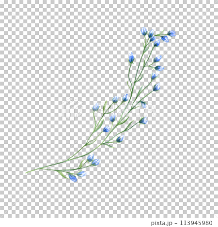Field blue flower branch. Spring, summer herbs. Meadow, forest wildflowers. Blooming delicate plant. Watercolor botanical illustration. Simple element for design, print or postcard Field blue flower branch. Spring, summer herbs. Meadow, forest wildflowers. Blooming delicate plant. Watercolor botanical illustration. Simple element for design, print or postcard 113945980
