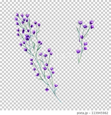Meadow purple flowers. Spring, summer herbs. Forest wildflowers. Blooming plant. Watercolor botanical illustration of alpine greenery. Simple element for design, print or postcard Meadow purple flowers. Spring, summer herbs. Forest wildflowers. Blooming plant. Watercolor botanical illustration of alpine greenery. Simple element for design, print or postcard 113945982