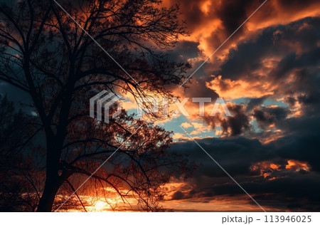 Sunset silhouette treescape Sunset silhouette treescape 113946025