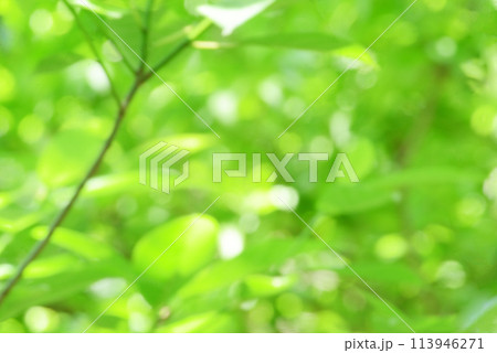 新緑 背景 新緑 背景 113946271