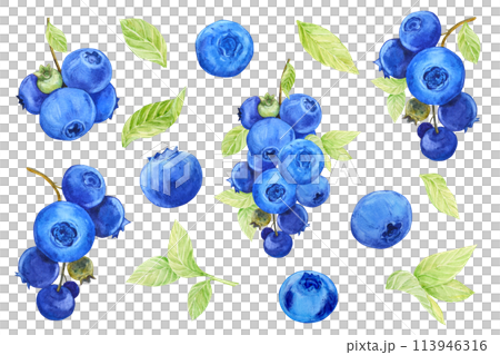 Large watercolor set of wild berries. Blueberries on branches with green leaves and dark blue berries. Clipart for the design of a vegan, natural, farm product. 113946316