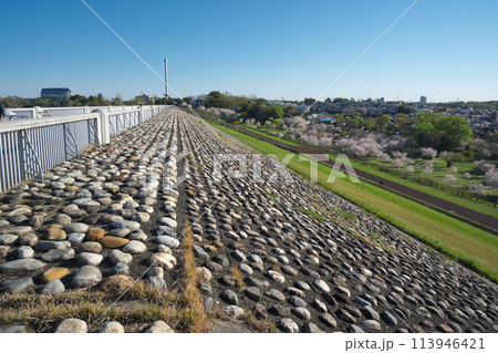 桜咲くころの狭山公園　堰堤上部から俯瞰した風の広場の桜　観覧車撤去後 113946421