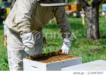 The beekeeper inspects the bee frames, removing them from the hive. 113947047