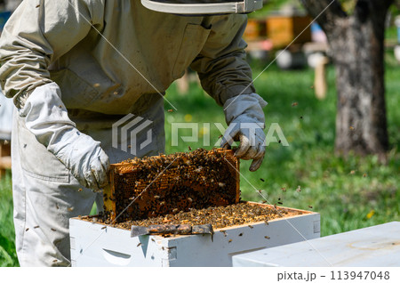 The beekeeper inspects the bee frames, removing them from the hive. The beekeeper inspects the bee frames, removing them from the hive. 113947048