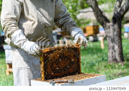 The beekeeper inspects the bee frames, removing them from the hive. The beekeeper inspects the bee frames, removing them from the hive. 113947049