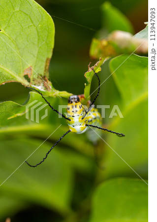 イボタガ幼虫 イボタガ幼虫 113947093