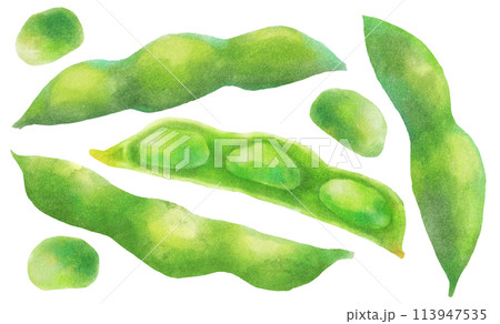 枝豆　水彩タッチ 113947535