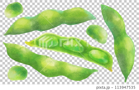 枝豆　水彩タッチ 113947535