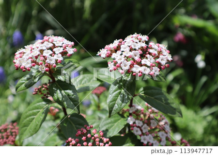 ビバーナムティヌスの白い小花 113947717