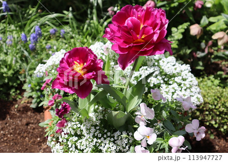 赤色八重咲きチューリップの寄せ植え 赤色八重咲きチューリップの寄せ植え 113947727