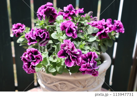 冬越しした八重咲きの小輪系ペチュニア 冬越しした八重咲きの小輪系ペチュニア 113947731