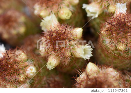 サボテンの花2 サボテンの花2 113947861