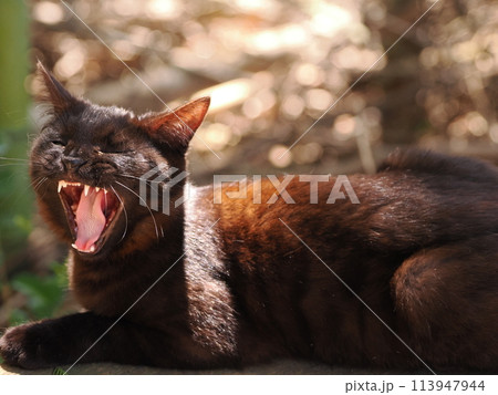 一歳になる黒猫の面白いあくびの顔 一歳になる黒猫の面白いあくびの顔 113947944