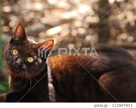 一歳になる黒猫の面白いあくびの顔 一歳になる黒猫の面白いあくびの顔 113947953