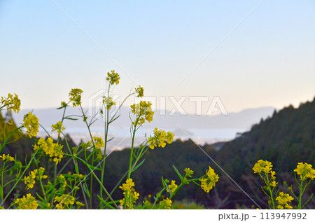 菜の花畑から眺める穏やかな海　山間からのぞく静かな海景色　春告げる菜の花と遠望の海 113947992