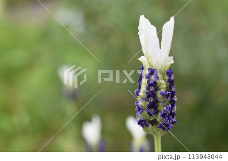 ラベンダー4 ラベンダー4 113948044