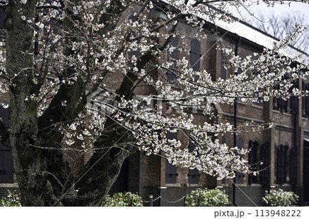 桜が満開の石川県立歴史博物館 113948222