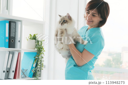 Veterinarian Doctor Holding Cat In Hands In Clinic. Fluffy Purebred Feline Pet With Vet Doctor 113948273