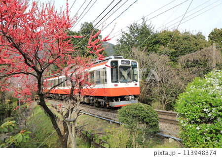 春の箱根山を下る箱根登山電車/ベルニナ号(日本 神奈川県足柄下郡) 春の箱根山を下る箱根登山電車/ベルニナ号(日本 神奈川県足柄下郡) 113948374
