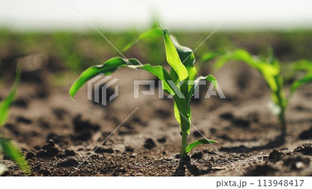 Corn sprouts grow in field. Close up, green fresh corn leaves illuminated by sun fluttering in wind. Corn crops in agricultural field, farm business. Cultivation growth of corn plants in farm field. 113948417
