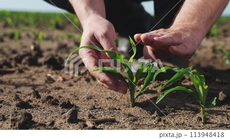 Hands touching sprout of corn sapling. Palms fingers man checking health condition of fresh green plant touch leaves take care of crops sowings seedlings, engage in agriculture on farm, manual labor. 113948418