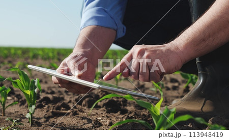Businessman digital agricultural farmer with tablet. Man holds tablet checking information on internet touching corn leaves caring for plant health. Farmer engaged in agriculture agrarian business. 113948419