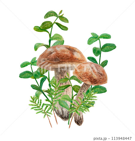 Wild edible mushrooms, moss and cranberry leaves, cowberry branches watercolor hand drawn botanical realistic illustration. Forest boletus. Great for printing on fabric, invitations, menu, print, card 113948447