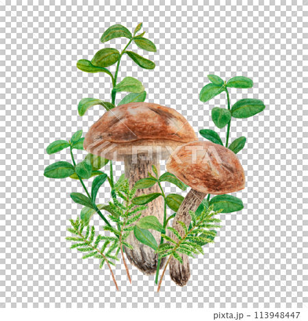 Wild edible mushrooms, moss and cranberry leaves, cowberry branches watercolor hand drawn botanical realistic illustration. Forest boletus. Great for printing on fabric, invitations, menu, print, card 113948447