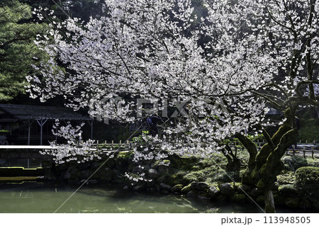 桜が満開の兼六園の春 113948505