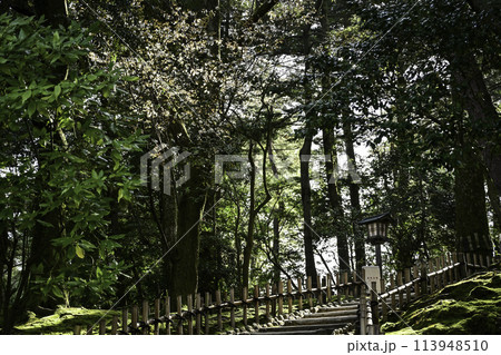 桜が満開の兼六園の春 桜が満開の兼六園の春 113948510