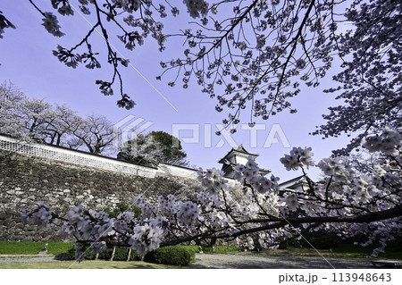 青空が広がる桜満開の金沢城公園 青空が広がる桜満開の金沢城公園 113948643