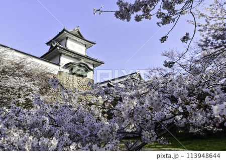青空が広がる桜満開の金沢城公園 113948644