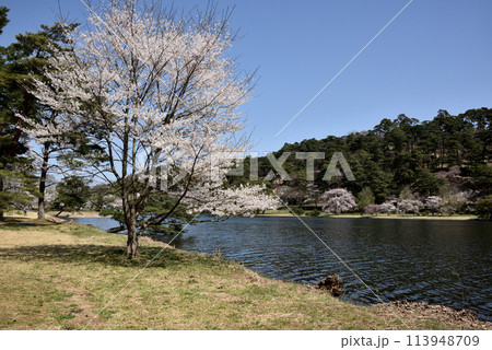 桜咲く南湖公園 113948709