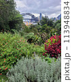 Sydney harbour bridge in the background of a native plant garden on a cloudy overcast day. 113948834