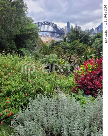Sydney harbour bridge in the background of a native plant garden on a cloudy overcast day. 113948834