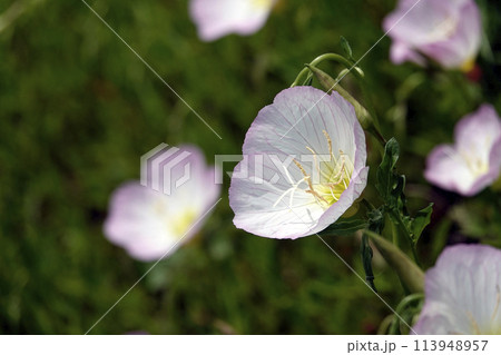 春4月野原に咲いた薄いピンクのヒルザキツキミソウの花 春4月野原に咲いた薄いピンクのヒルザキツキミソウの花 113948957