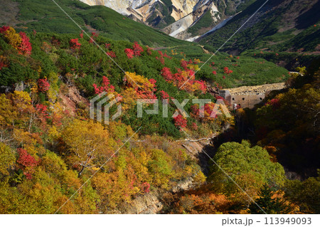 十勝岳温泉郷の紅葉 113949093