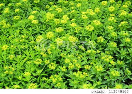 黄色い花（杯状花序）がとても綺麗なノウルシの群落 113949163