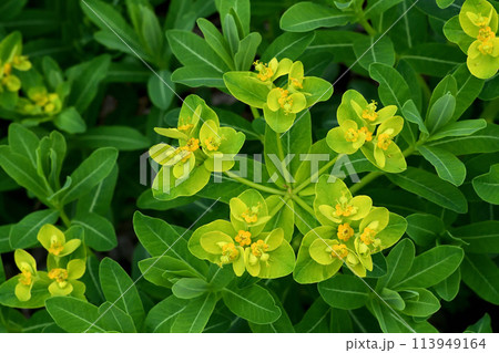 黄色い花（杯状花序）がとても綺麗なノウルシの群落 113949164