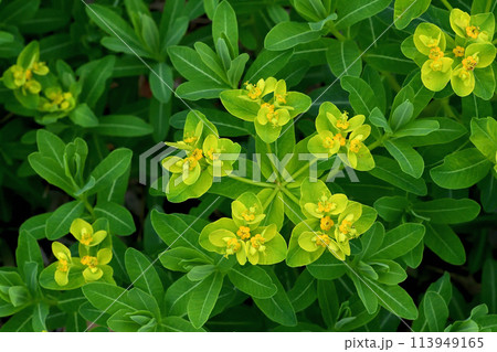 黄色い花(杯状花序)がとても綺麗なノウルシの群落 黄色い花(杯状花序)がとても綺麗なノウルシの群落 113949165