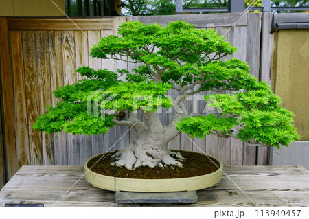 6728 盆栽 もみじ 「紅陵」 BONSAIの写真素材 [113949457] - PIXTA