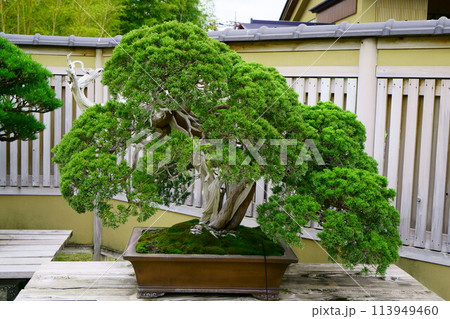 6725　盆栽　真柏　「武甲」 113949460